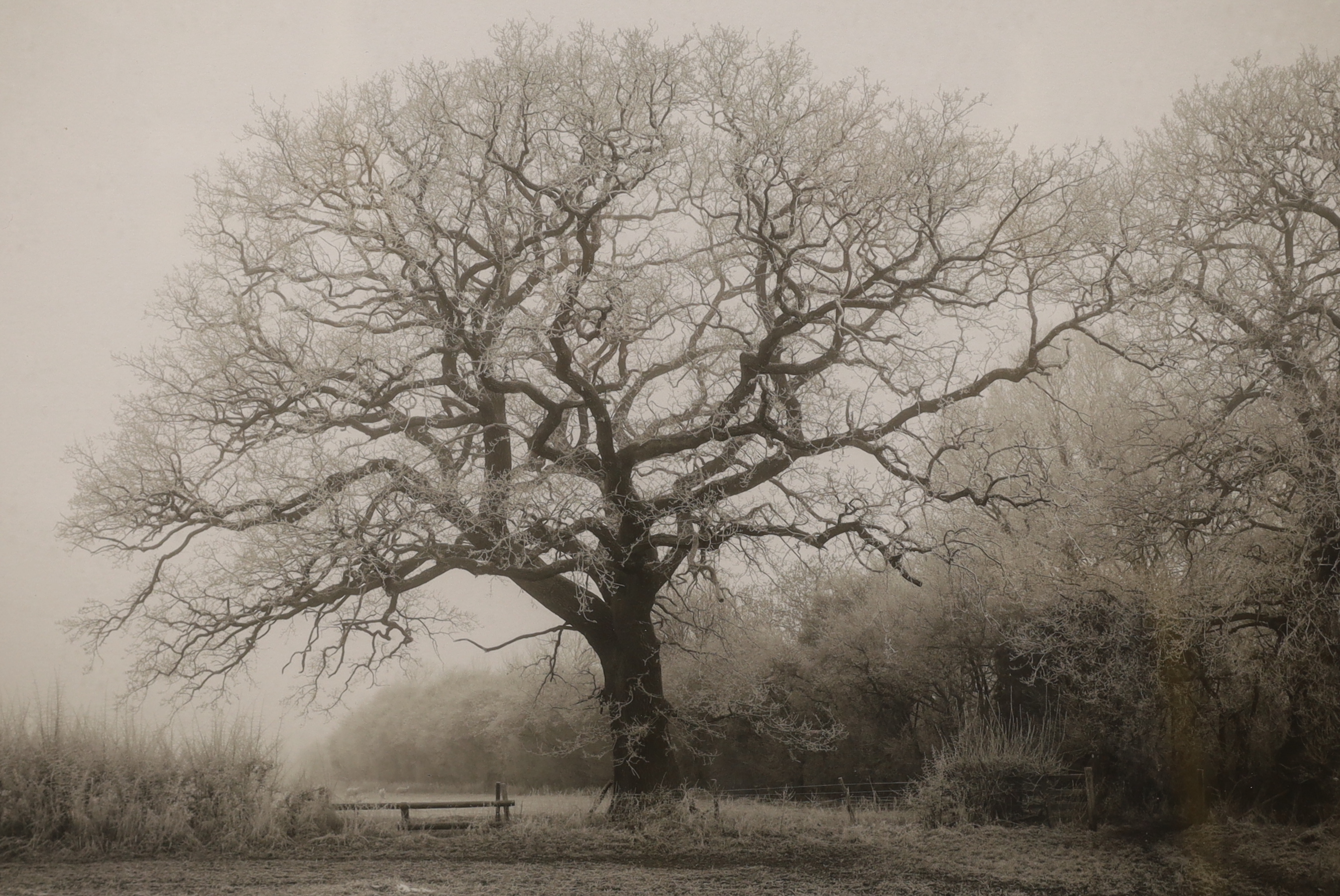 Ben Ramos, black and white photograph, Oak tree in winter, inscribed verso, 25 x 38cm